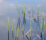 River Grass_00220